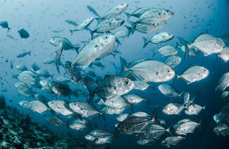 lhaviyani atoll in Maldives