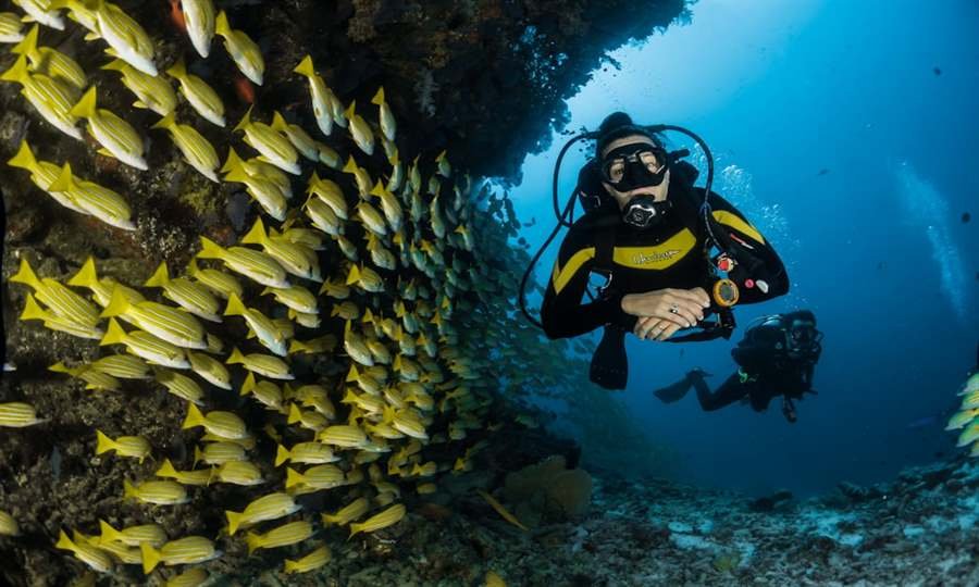 Maldives marine wildlife tour