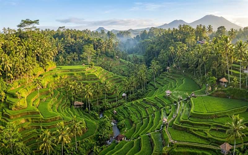 tegalalang rice terrace in Bali, Indonesia